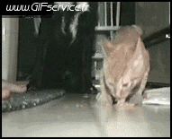 Umorismo -  Fun Animali Gatti 02 