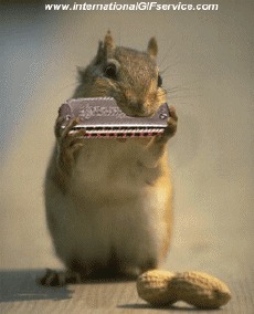 Humor -  Fun Animals Squirrels 01 