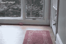 Humor - Fun Animales Perros 02 