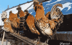 Humor -  Fun Animals Cats 04 