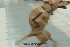 Umorismo -  Fun Animali Cani 01 