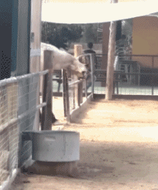 Humour - Fun Animaux Chevaux Serie 02 