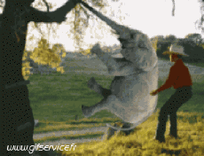 Humor -  Fun Animals Elephants 01 