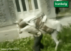 Umorismo -  Fun Animali Asini 01 