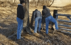 Humor -  Fun Animals Donkeys 01 