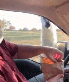 Humor - Fun Animales Lama 01 