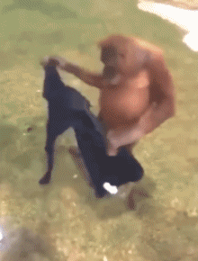 Humor -  Fun Tiere Affen Serie 02 