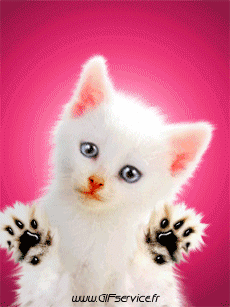 Humor -  Fun Animals Cats 03 