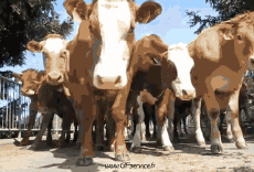 Humor - Fun Animales Vacas 01 