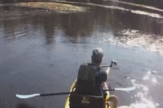 Humor -  Fun Animals Birds Various 02 