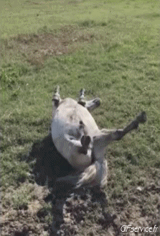 Humour - Fun Animaux Chevaux Serie 01 