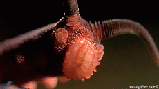 Humor -  Fun Animals Snails 01 