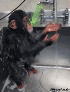 Humor -  Fun Animals Monkeys 01 