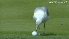 Humor -  Fun Animals Birds Seagulls 