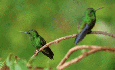 Humor -  Fun Animals Birds Hummingbird 