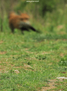 Humor -  Fun Animals Fox 01 