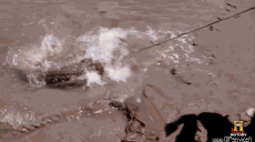 Humor -  Fun Animals Crocodiles - Caiman 01 