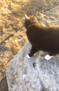 Humour - Fun Animaux Chats Serie 06 