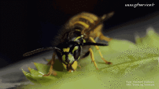 Humor -  Fun Animals Insects 01 