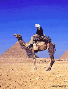 Humour - Fun Animaux Dromadaires serie 01 