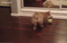 Humor -  Fun Animals Dogs 04 