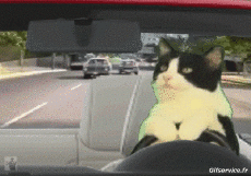 Humor -  Fun Tiere Katze 06 