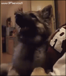 Humour - Fun Animaux Chiens Serie 02 