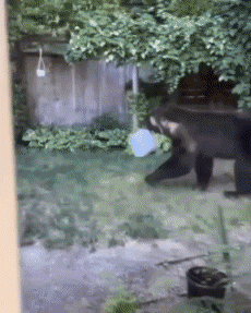 Humor -  Fun Animals Bears 01 