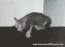 Humor -  Fun Tiere Katze 01 