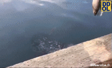 Humour - Fun Animaux Oiseaux Mouettes 