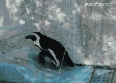 Humour - Fun Animaux Pingouins 01 