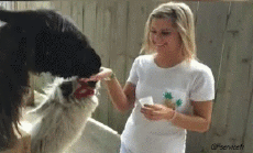 Humor - Fun Animales Lama 01 