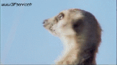 Humour - Fun Animaux Suricat 01 