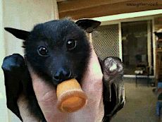 Humour - Fun Animaux Chauve Souris 01 