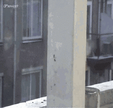 Humor -  Fun Animals Birds Pigeon 