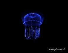 Humor -  Fun Animals Jellyfish 01 