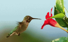 Humor -  Fun Animals Birds Hummingbird 