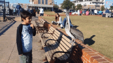 Humor -  Fun Animals Birds Pelicans 