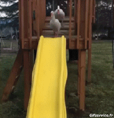 Humor -  Fun Tiere Geflügel Verschieden 02 