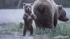 Humor - Fun Animales Oso 01 