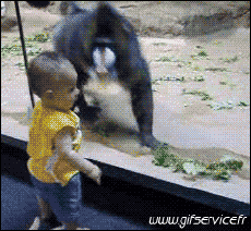 Humor -  Fun Animals Monkeys 01 