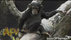 Umorismo -  Fun Animali Scimmie 01 