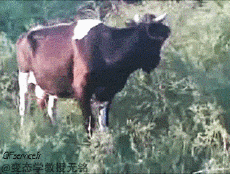Humor -  Fun Animals Cows 01 