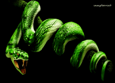 Umorismo -  Fun Animali Serpenti 01 