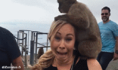 Humor -  Fun Animals Monkeys 01 