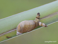 Humor - Fun Animales Caracoles 01 