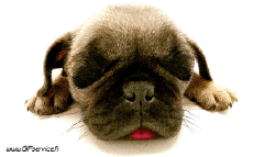 Humor - Fun Animales Perros 02 