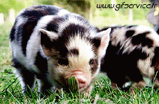 Humour - Fun Animaux Cochons Sangliers Serie 01 