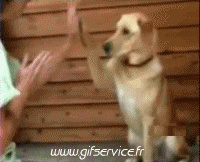 Humor -  Fun Tiere Hunde 03 