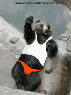 Umorismo -  Fun Animali Orso 01 